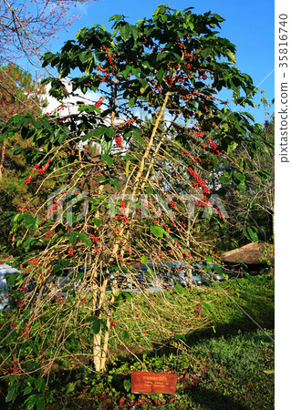 Coffee Tree Coffee Tree 35816740