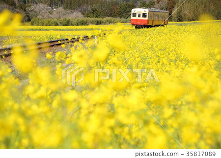 Kominato railroad and rape blossoms 35817089
