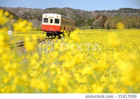 Kominato鐵路和油菜花 Kominato鐵路和油菜花 35817090