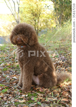 澳大利亞拉布拉多犬 35817210