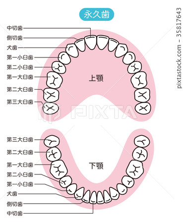永久牙齒的名稱 35817643