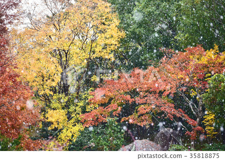 雪和秋天的落葉 雪和秋天的落葉 35818875