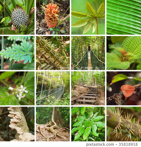 Collage of Taman Negara National Park Collage of Taman Negara National Park 35818918