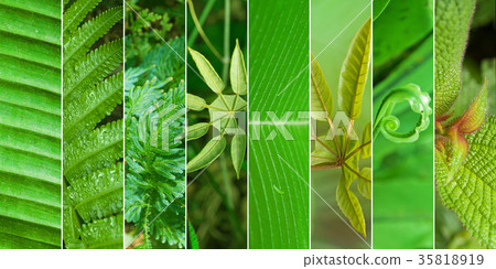 Collage of nature Collage of nature 35818919