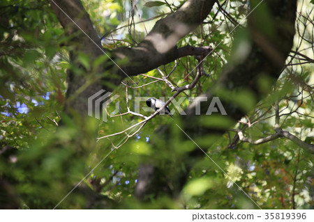 鳥MG2530 鳥MG2530 35819396