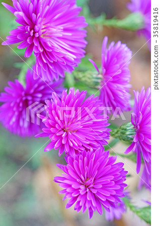 Beautiful double layer Yuzengiku 35819416