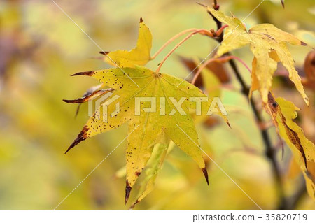 Otoha Kure Red & Indigo Hyokko Autumnal Background 35820719