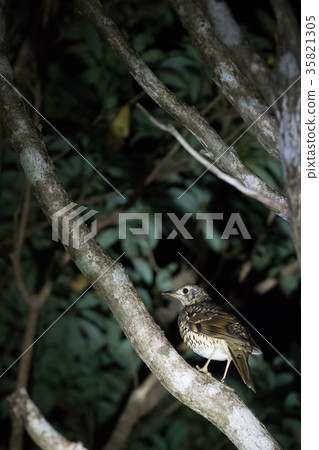 Amami Oshima, Otoratsugumi 35821305