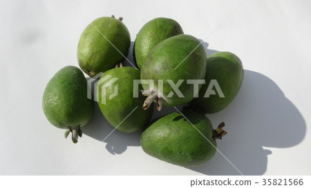 Feijoa Feijoa 35821566