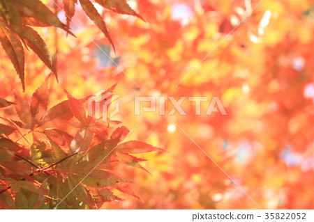 Autumn leaves 35822052