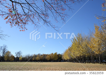 科學博覽會紀念公園秋葉 35822059