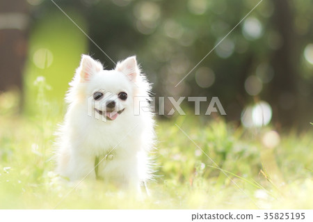 Spring sunshine and chihuahua 35825195