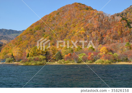 在春日濱營地附近的秋葉 35826158