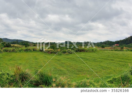 美麗的鄉村水塘在台灣苗栗縣銅鏡村 美麗的鄉村水塘在台灣苗栗縣銅鏡村 35826166