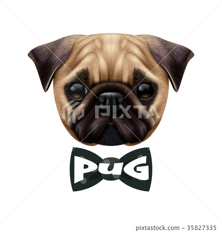 Realistic Pug Dog Portrait 35827335