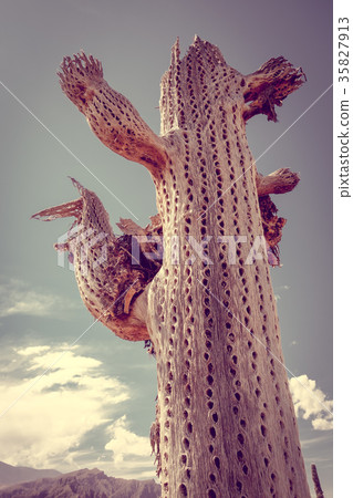 Dry giant cactus in the desert, Argentina 35827913