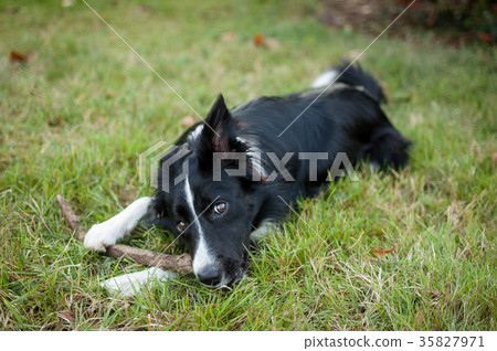 Funny Black and White Dog Lying on Green Grass and 35827971