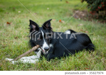 Cute Black and White Dog Playing with Stick on the 35827974