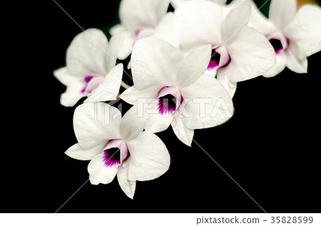 beautiful white orchid (phalaenopsis) beautiful white orchid (phalaenopsis) 35828599