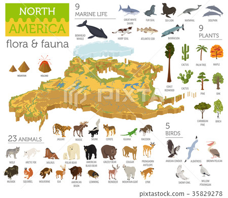 Isometric 3d North America flora and fauna map Isometric 3d North America flora and fauna map 35829278