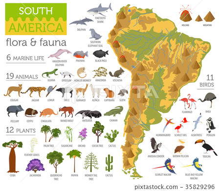 South America flora and fauna map, flat elements 35829296