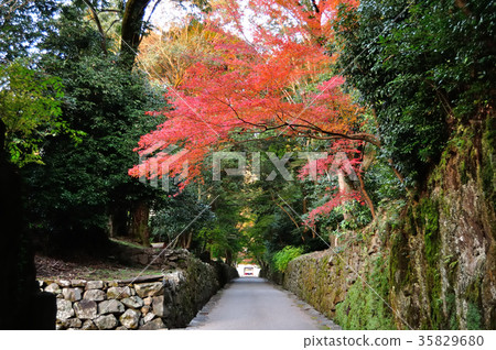 Uji Kosei-ji寺的秋天 35829680