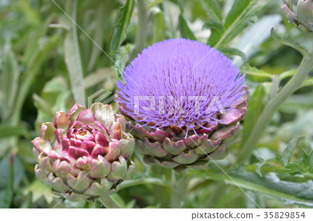 artichoke artichoke 35829854
