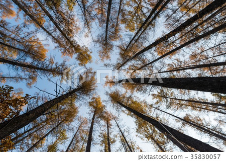 Yellow leaves of deciduous pine Yellow leaves of deciduous pine 35830057