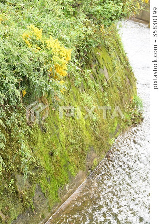 神戶北區的小川 35830199