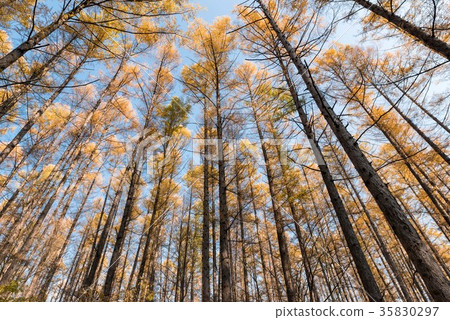 Yellow leaves of deciduous pine 35830297