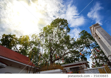 Sacred Mahabodhi tree Sacred Mahabodhi tree 35830665