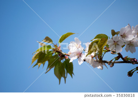 櫻花和藍天 櫻花和藍天 35830818