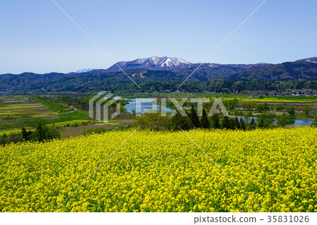 The Chikuma River and Mount Ikuo seen from the rape blossoms park 35831026