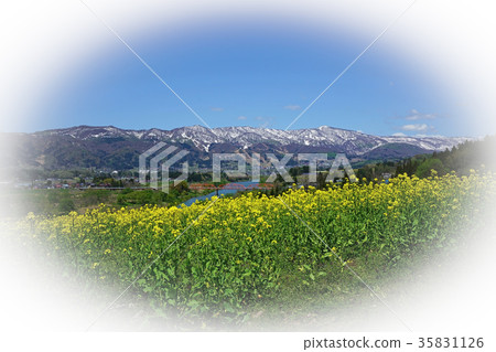 從油菜花公園觀看Chikuma河 35831126