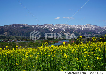 View the Chikuma River from the rape blossoms park View the Chikuma River from the rape blossoms park 35831147