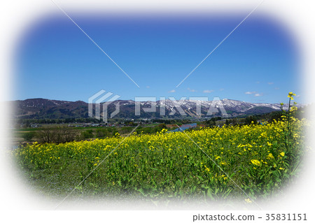 從油菜花公園觀看Chikuma河 35831151