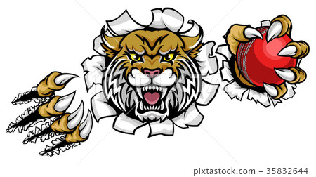 Wildcat Holding Cricket Ball Breaking Background 35832644