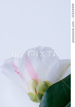 茶花和秋山 35834494