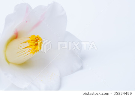 茶花和秋山 茶花和秋山 35834499