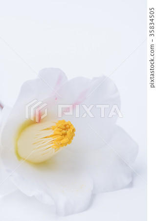 茶花和秋山 35834505