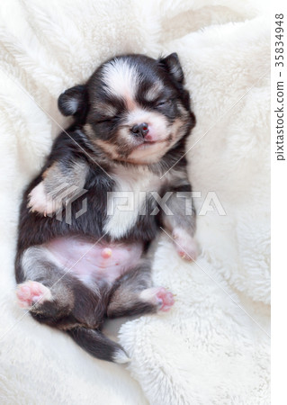 Newborn dog sleeping. Newborn dog sleeping. 35834948