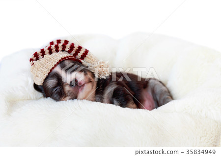 Newborn dog sleeping. Newborn dog sleeping. 35834949