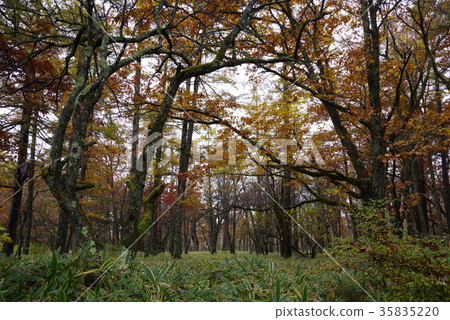 Senjogahara in autumn Senjogahara in autumn 35835220