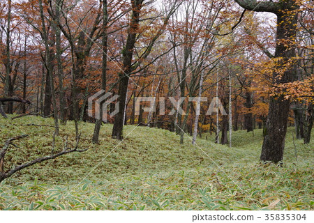 Senjogahara in autumn Senjogahara in autumn 35835304