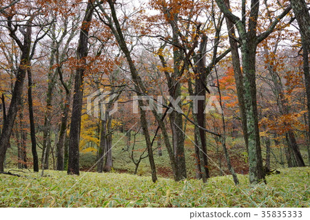 Senjogahara in autumn 35835333