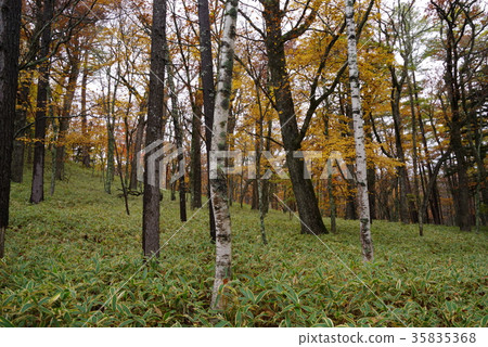 Senjogahara in autumn Senjogahara in autumn 35835368