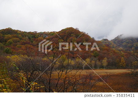 Senjogahara in autumn 35835411