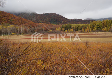 Senjogahara in autumn Senjogahara in autumn 35835460