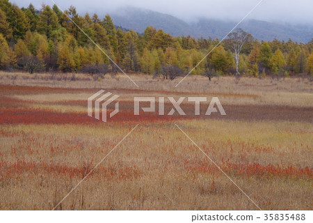 Senjogahara in autumn 35835488