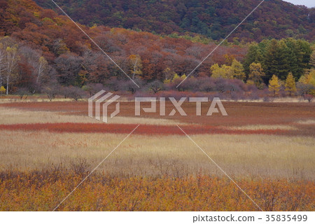 Senjogahara in autumn Senjogahara in autumn 35835499